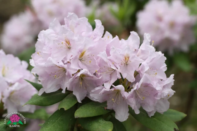 Rhododendron   'Dzidra'